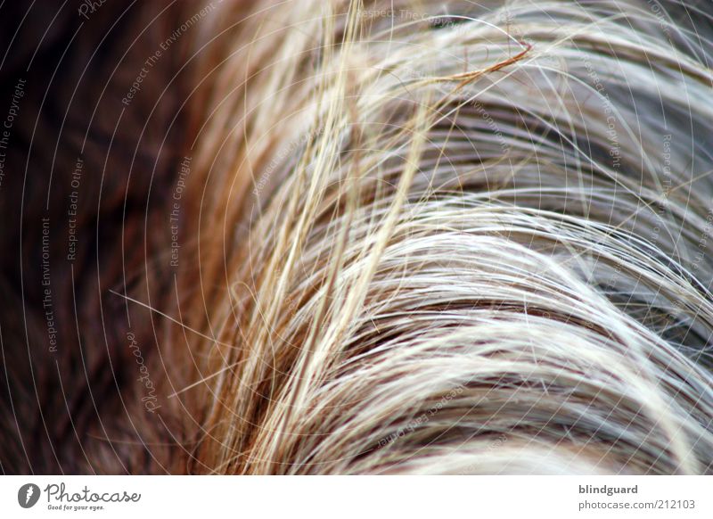 Haarscharf Haare & Frisuren brünett blond langhaarig Scheitel Pony Tier Nutztier Pferd 1 braun grau weiß Mähne Schatten Farbfoto Detailaufnahme Menschenleer Tag