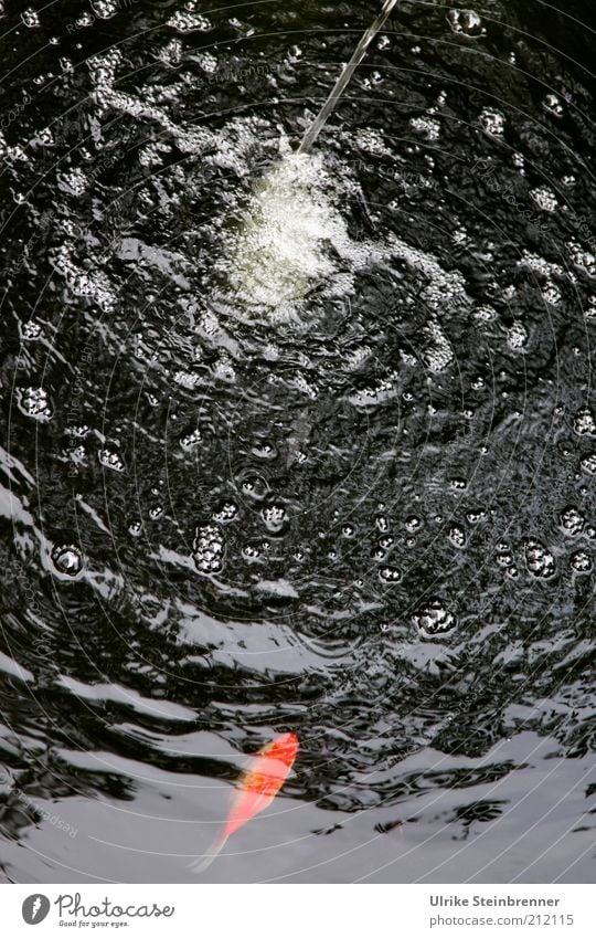 Einzelner Goldfisch unter Wasserstrahl im Gartenteich Fisch Teich sprudelnd Gischt Luft Luftblase Wasserhahn Zulauf Brunnen See Flüssigkeit Wohlgefühl Süßwasser