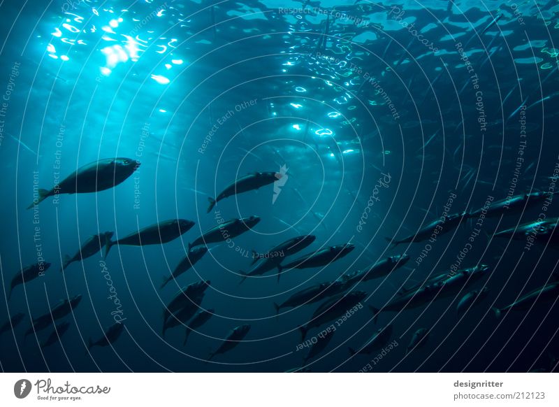 Mitschwimmer Wasser Wellen Nordsee Ostsee Meer Fisch Fischschwarm Schwarm Treue Vorsicht Gelassenheit geduldig ruhig diszipliniert Mitläufer Strömung Richtung