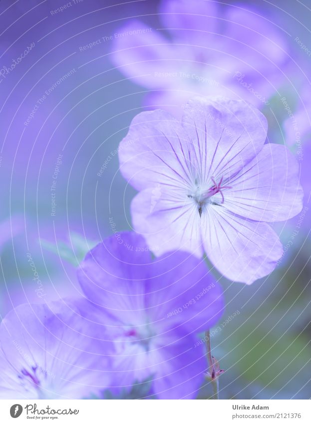 Blauer Storchschnabel (Geranium) elegant Design Dekoration & Verzierung Tapete Bild Postkarte Muttertag Natur Pflanze Frühling Sommer Herbst Blume Blüte