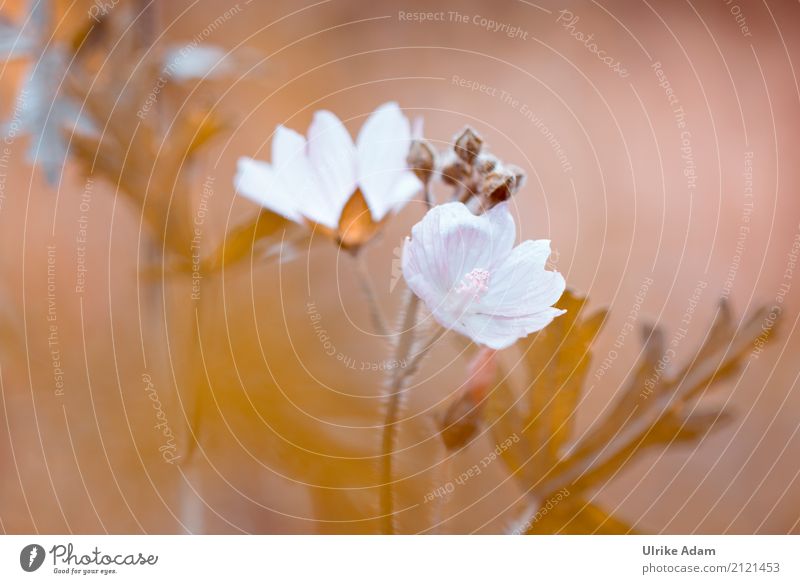Malven (Malvaceae) Design Dekoration & Verzierung Tapete Bild Poster Kunst Fotokunst Natur Pflanze Sonnenlicht Sommer Blume Blatt Blüte Malvengewächse