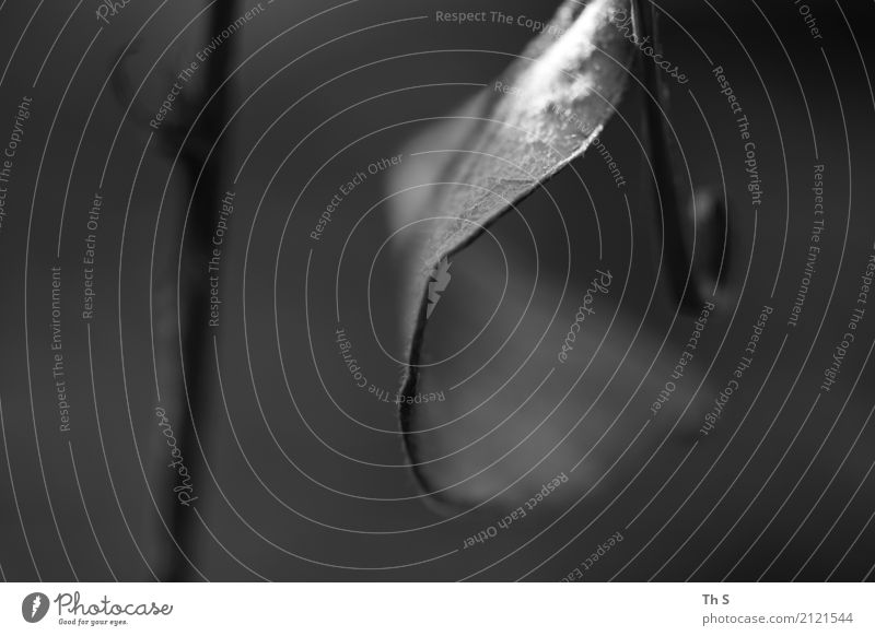 Blatt Natur Pflanze Frühling Sommer Herbst Winter Bewegung ästhetisch authentisch einfach elegant natürlich grau Gelassenheit geduldig ruhig einzigartig