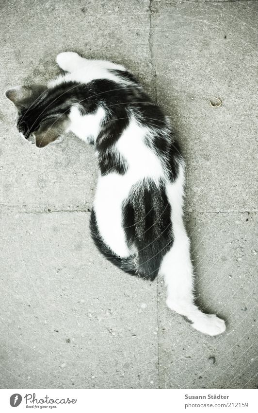 Bauch Beine Po Tier Wildtier Katze strecken Katzenbaby gefleckt Steinboden Außenaufnahme Strukturen & Formen Menschenleer Textfreiraum links Textfreiraum rechts