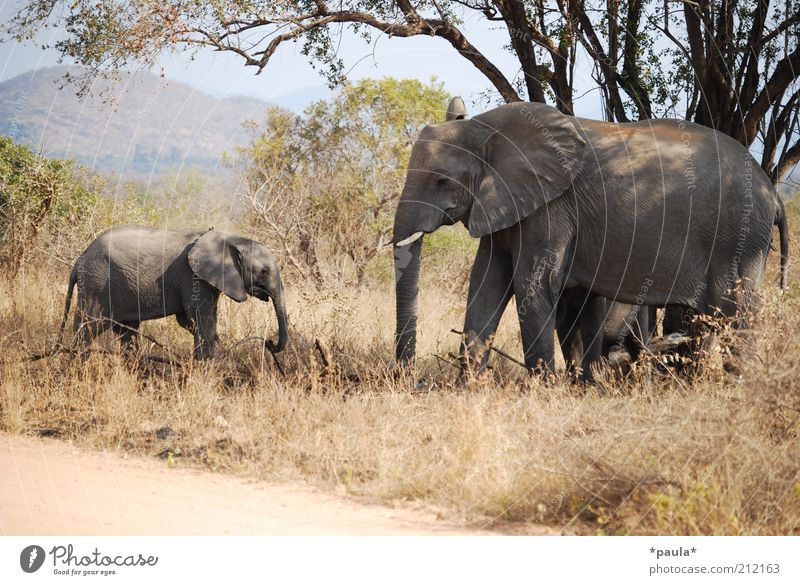 Familienausflug Natur Landschaft Schönes Wetter Baum Sträucher Tier Wildtier Elefant 2 Tierjunges Tierfamilie Bewegung Erholung Fressen gehen stehen