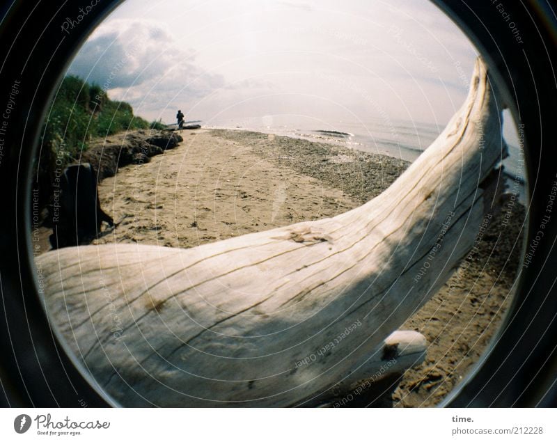 Ein Plätzchen für mein Schätzchen Sommer Strand Meer Landschaft Sand Wasser Baum Küste Holz liegen Tod Totholz Maserung Spaziergang beige Vergänglichkeit