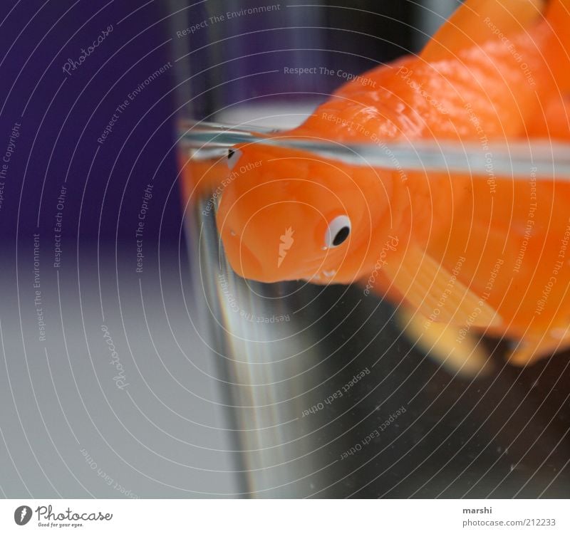 Herr Goldfisch Rudi Tier Haustier Fisch 1 violett orange klein Glas Wasser eng Im Wasser treiben Aquarium Flosse Farbfoto Innenaufnahme Menschenleer