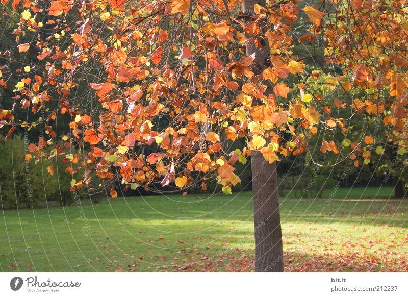 Herbstbaum Natur Pflanze Klima Wetter Schönes Wetter Baum Blatt Park Wiese gelb gold rot Herbstlaub herbstlich Herbstfärbung Herbstwald Herbstwetter