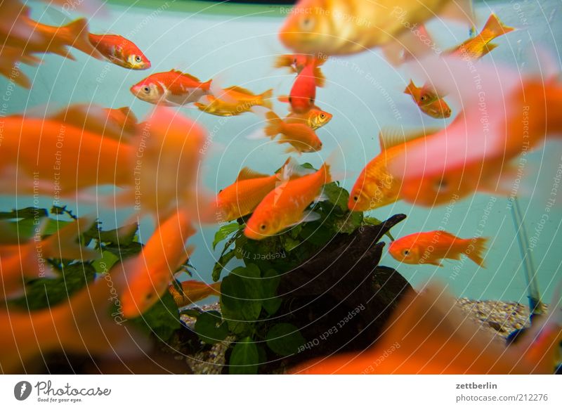 Goldene Fische tauchen Zoo Tier Wasser Korallenriff Aquarium Tiergruppe Schwarm Wasserbecken Tierhandlung Goldfisch Cyprinidae Haustier Farbfoto Innenaufnahme