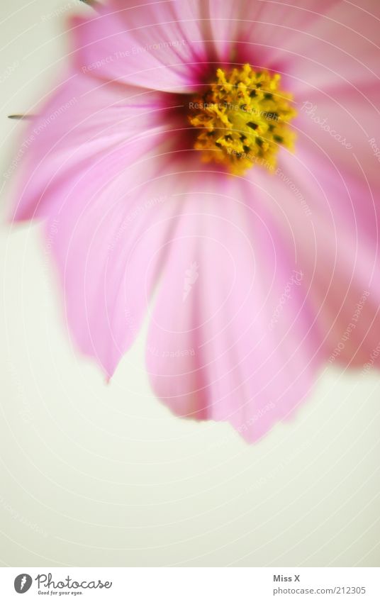 Letzte Cosmea Sommer Pflanze Blume Blüte Blühend Duft Wachstum hell weich rosa ästhetisch Schmuckkörbchen Pollen Blütenblatt zart rein Farbfoto mehrfarbig