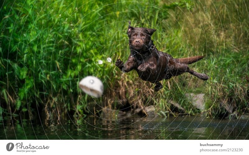 Freiflug Wasser Wassertropfen Gras Tier Haustier Hund 1 springen nass braun grün Aportieren Labrador Retriever Aktion fliegen Farbfoto Außenaufnahme