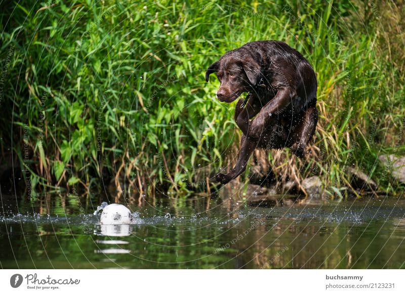 Ziel im Auge Wasser Wassertropfen Tier Haustier Hund 1 springen nass braun Aportieren Labrador Retriever Aktion fliegen Sprung Farbfoto Außenaufnahme