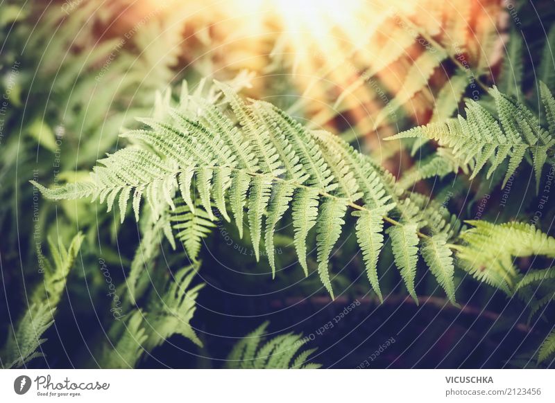 Farnblätter mit Sonnenstrahlen Design Ferne Sommer Natur Pflanze Sonnenaufgang Sonnenuntergang Schönes Wetter Grünpflanze Wald Urwald Farnblatt tropisch