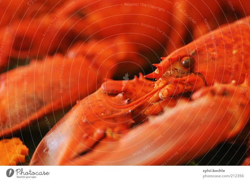 Heute gibt´s Hummer! Meeresfrüchte Ernährung Abendessen Büffet Brunch Festessen Tier Totes Tier beobachten liegen exotisch lecker rot Schere Auge Panzer