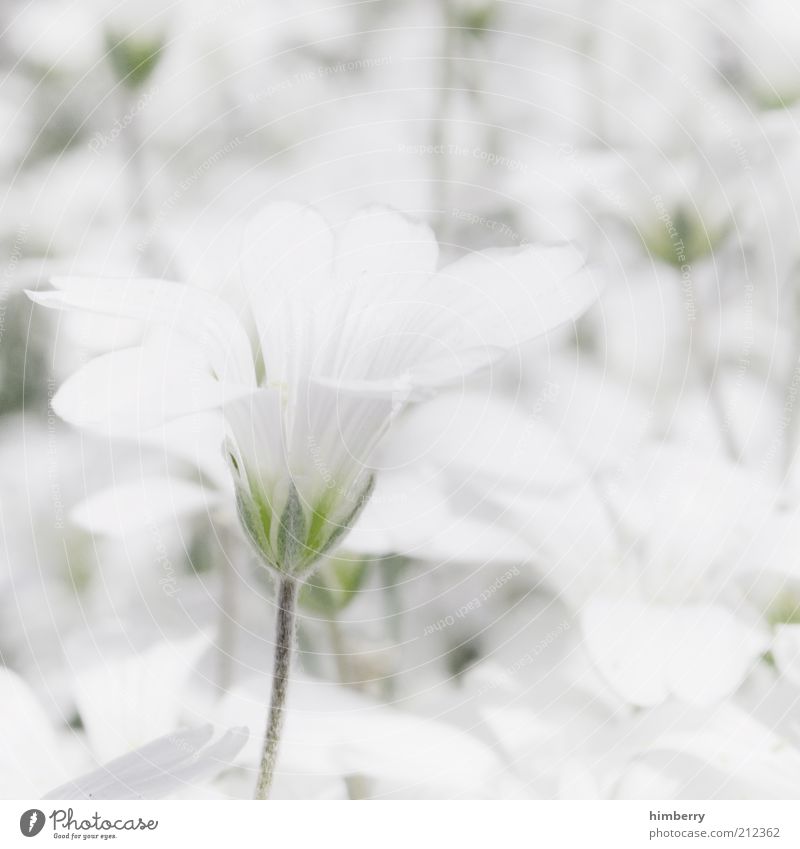 whitelife harmonisch Wohlgefühl Zufriedenheit Sinnesorgane Erholung ruhig Duft Kur Spa Umwelt Natur Pflanze Frühling Sommer Blume ästhetisch Leben Lebensfreude