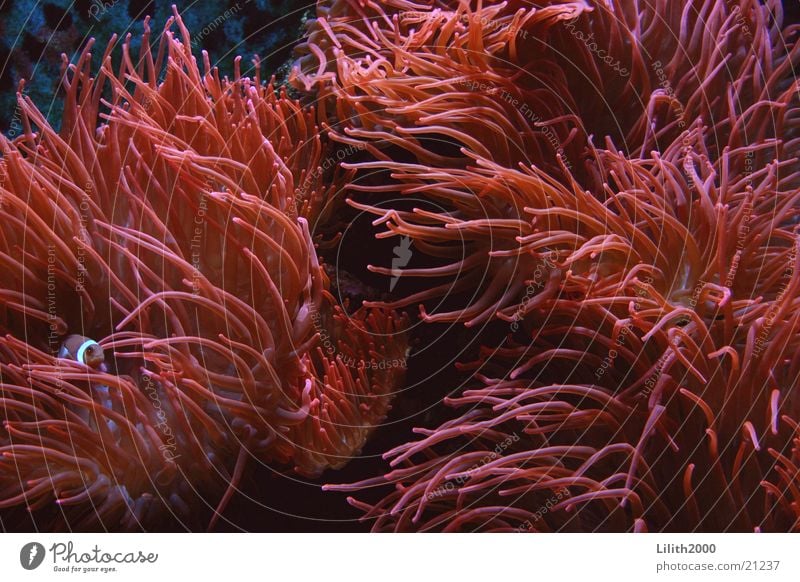 Korallenmeer Anemonen Findet Nemo Clownfisch Aquarium Zoo Köln rot Fisch Makroaufnahme