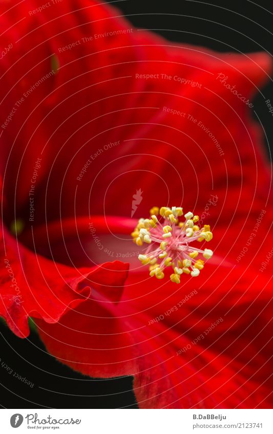Hibiskus schön Sommerurlaub Garten Natur Blume Blüte Balkon Terrasse exotisch rot Gartenblumen Stempel Süden Hibiscus Farbfoto Außenaufnahme