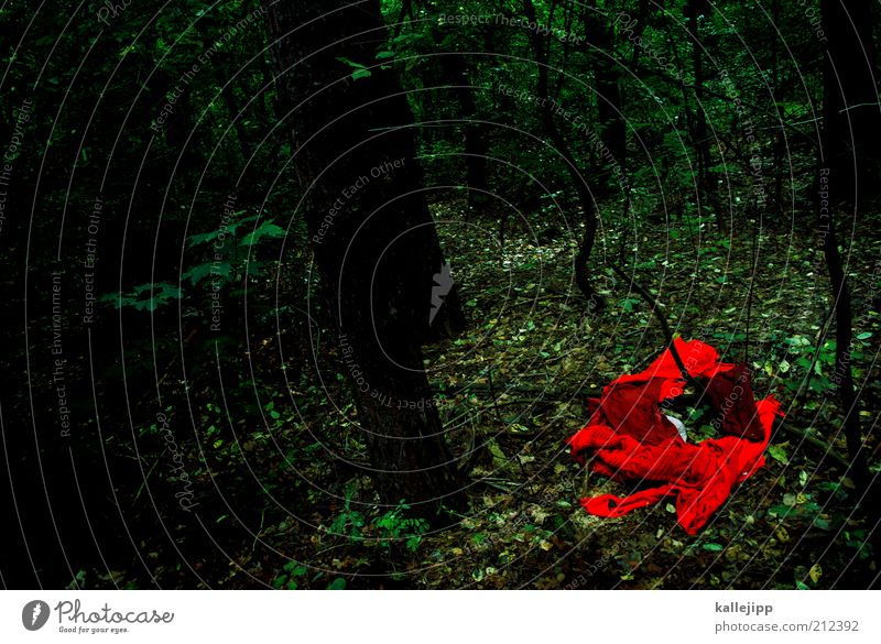jeanny Umwelt Natur Landschaft Wald Bekleidung Stoff Jagd Traurigkeit rot Vergewaltigung Delikt Tatort Waldboden Gewalt Straftat Horrorfilm grausam Baum