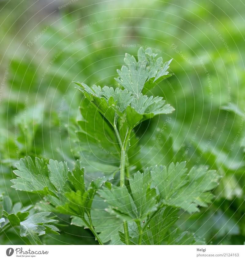 Küchenkraut Lebensmittel Kräuter & Gewürze Petersilie Ernährung Bioprodukte Vegetarische Ernährung Umwelt Natur Pflanze Sommer Schönes Wetter Blatt Nutzpflanze