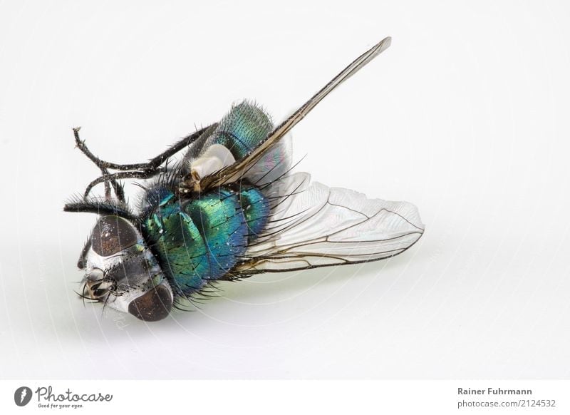 eine tote Schmeissfliege Umwelt Natur Tier Fliege 1 dehydrieren Ekel nah "Tod krank gestorben Insekt Krankheitsüberträger Stacking" Farbfoto Detailaufnahme
