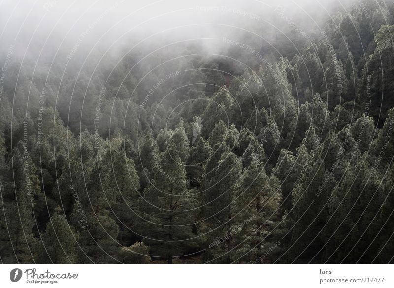 Wald Landschaft Pflanze Nebel Berge u. Gebirge außergewöhnlich Natur spukhaft Verhext Farbfoto Gedeckte Farben Außenaufnahme Menschenleer Textfreiraum oben