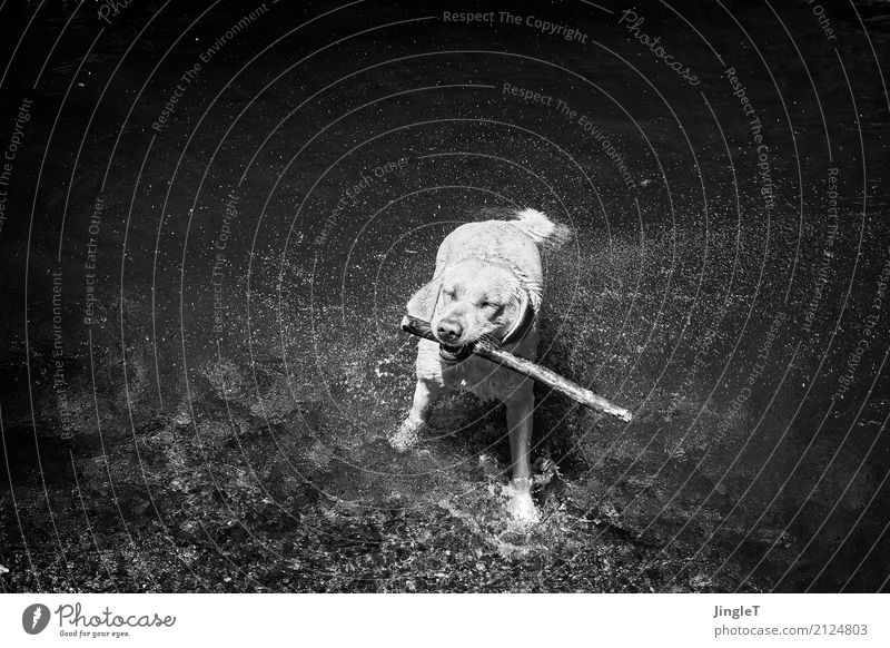 wasserspiele Umwelt Natur Landschaft Wasser Tier Hund Tiergesicht Fell Labrador 1 Spielen nass grau schwarz weiß Lebensfreude rein Freude Schwarzweißfoto