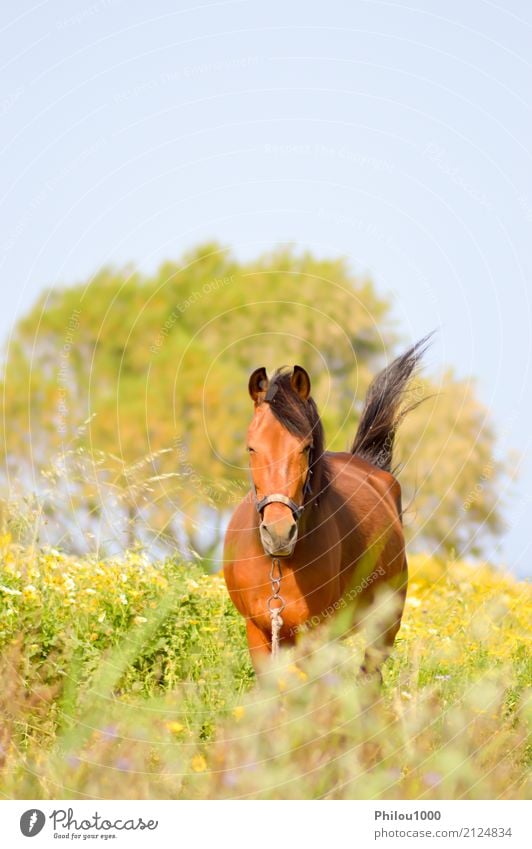 Brown-Pferd in einer Wiese füllte mit Gänseblümchen Sommer Sport Natur Tier Gras Haustier wild braun grün schwarz weiß Braunes Pferd Hintergrund Bucht