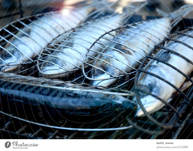 5 Makrelen aufm Grill Lebensmittel Fisch Ernährung Mittagessen Abendessen Bioprodukte Sommer Feste & Feiern Grillen Feuer Wärme Nutztier Totes Tier lecker blau