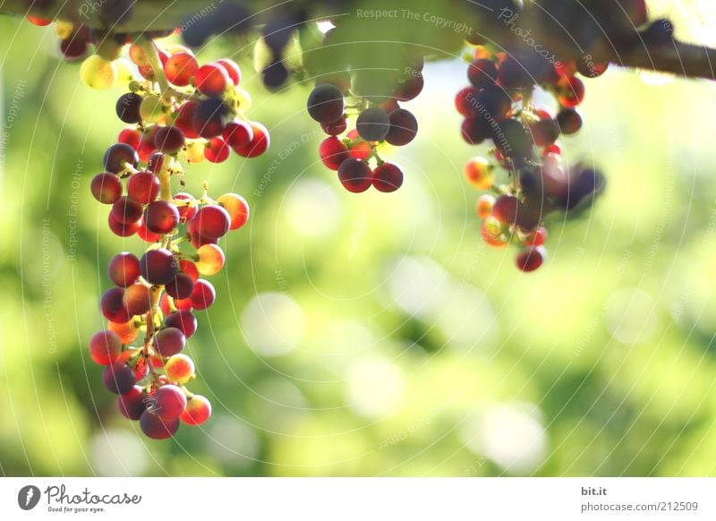 Weintrauben Lebensmittel Frucht Ernährung Umwelt Natur Wachstum frisch rot Weinberg Ernte Weinlese Landwirtschaft biologisch grün Herbst Jahreszeiten Herbstlaub