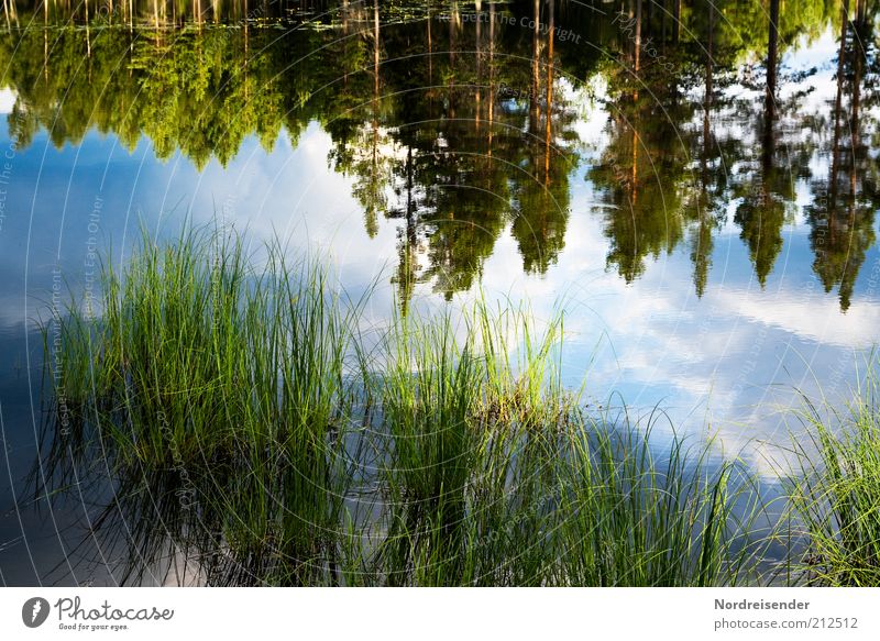 Eintauchen Lifestyle Ausflug Sommer Umwelt Natur Landschaft Wasser Wolken Seeufer entdecken natürlich Stimmung Einsamkeit Erholung Freiheit Idylle rein ruhig