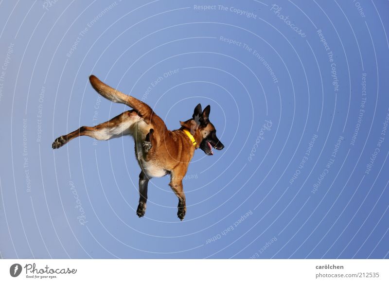trampolin dog Tier Haustier Hund 1 Bewegung fliegen Spielen springen Gesundheit frech Fröhlichkeit Geschwindigkeit verrückt blau braun Belgischer Schäferhund