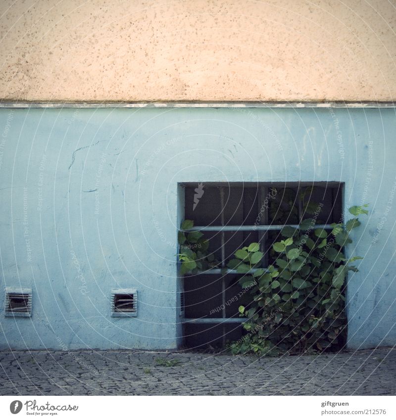 kellerkind Pflanze Sträucher Grünpflanze Menschenleer Haus Bauwerk Gebäude Mauer Wand Fassade Fenster Wachstum einfach Armut bizarr Verfall Keller Gebäudeteil