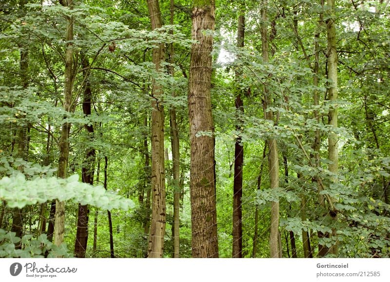 Wald Umwelt Natur Klima Pflanze Baum Blatt grün Baumstamm Laubwald Ast Klimawandel Farbfoto Außenaufnahme Menschenleer mehrere