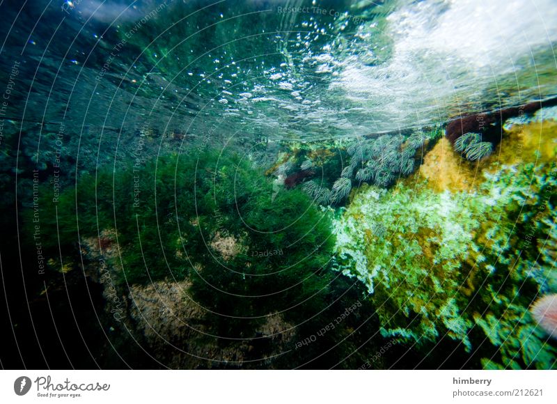 aquaworld Umwelt Natur Pflanze Wasser Riff Korallenriff Aquarium Süßwasser Wasserpflanze Farbfoto mehrfarbig Detailaufnahme Menschenleer Textfreiraum links
