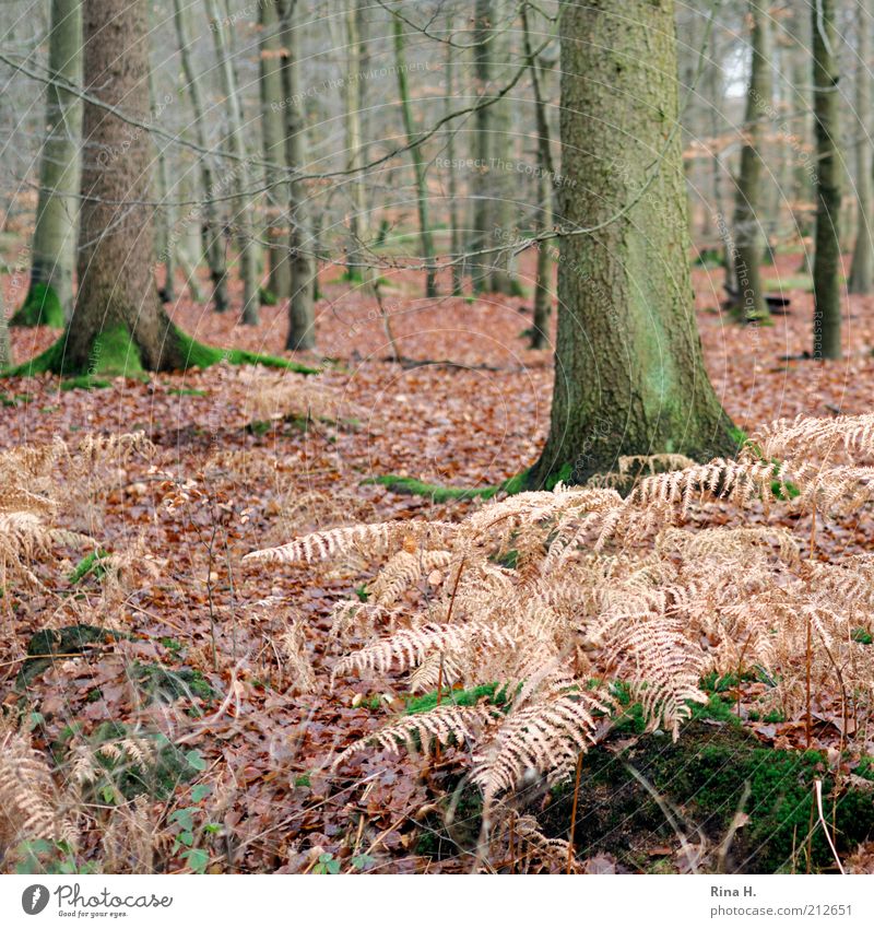 Herbstwald Umwelt Natur Landschaft Pflanze Winter Baum Moos Wald natürlich Zufriedenheit Vergänglichkeit Wandel & Veränderung Farn welk Blatt Buchenwald