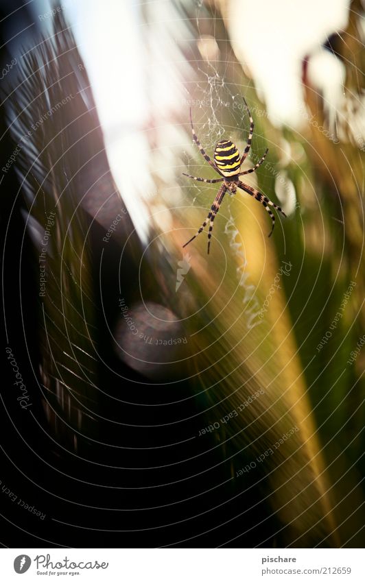 Natur Pur Umwelt Pflanze Spinne 1 Tier sitzen warten ästhetisch außergewöhnlich bedrohlich Ekel exotisch gruselig schön Neugier Angst Schüchternheit Respekt