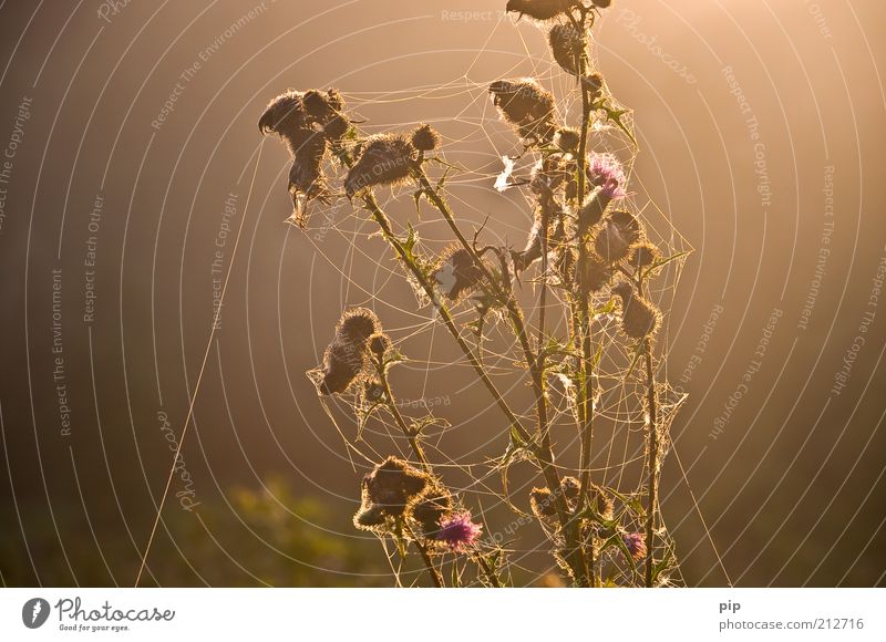 "ich glaub ich spinne - ich hab den faden verloren ..." Umwelt Natur Pflanze Sommer Herbst Distel Blüte braun fleißig Spinnennetz gewebt Unkraut fadenförmig