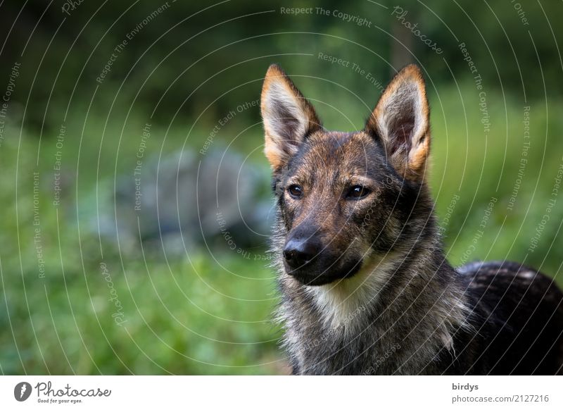 Konzentration Natur Sommer Haustier Hund Schäferhund Mischling 1 Tier beobachten glänzend hören Blick ästhetisch authentisch frei Gesundheit positiv schön