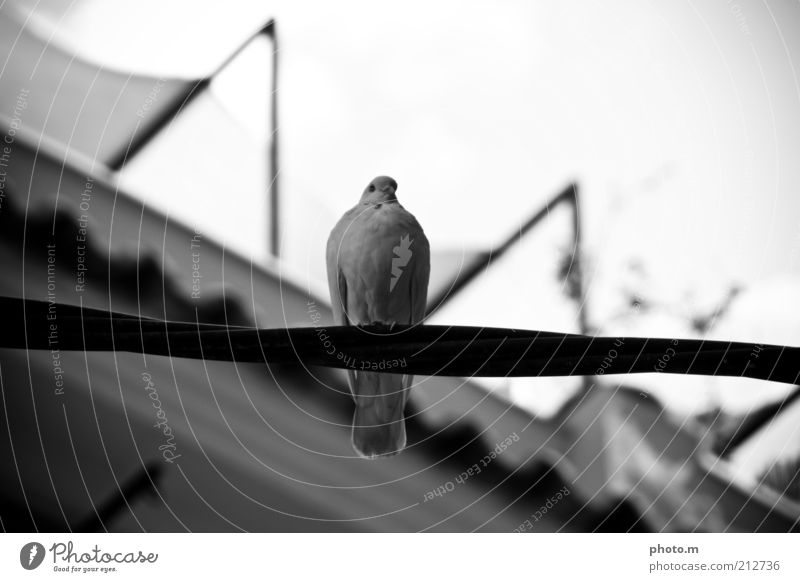 Taube Umwelt Natur Tier 1 Schwarzweißfoto Außenaufnahme Tag Schwache Tiefenschärfe ruhig ausruhend