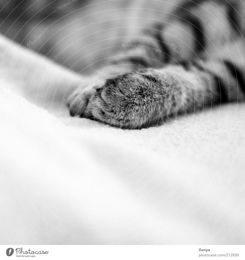Lazy Haustier Katze 1 Tier genießen schlafen Zufriedenheit Gelassenheit Erholung ruhig Katzenpfote Schwarzweißfoto Nahaufnahme Textfreiraum unten