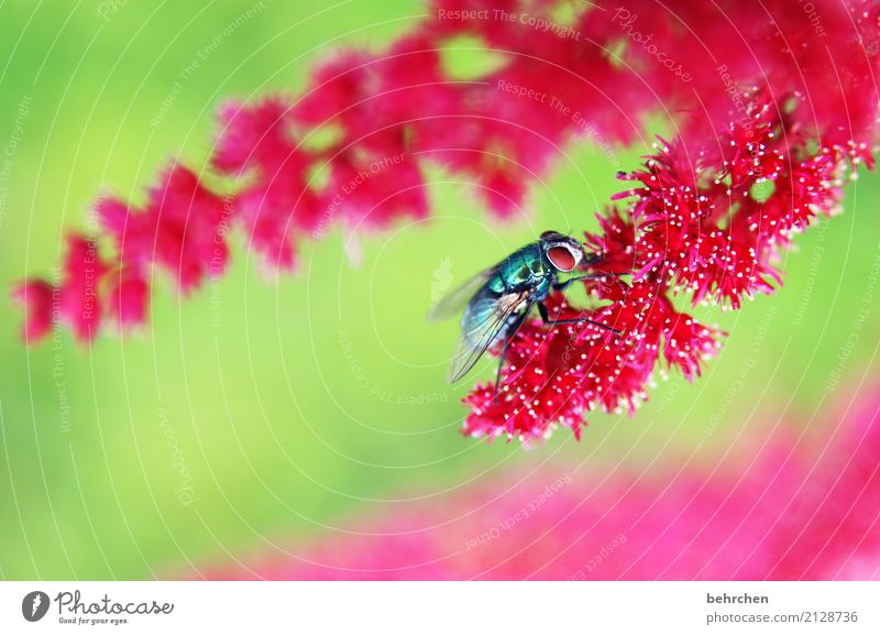 pinky Natur Pflanze Tier Sommer Schönes Wetter Blume Blatt Blüte Prachtspiere Garten Park Wiese Wildtier Fliege Tiergesicht Flügel 1 Blühend Duft fliegen