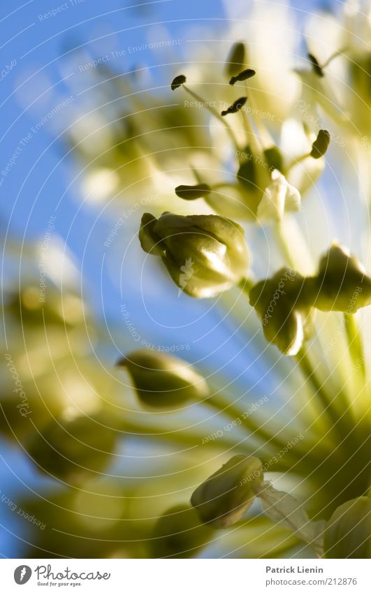 wie schön war die Zeit Umwelt Natur Pflanze Frühling Blüte Wildpflanze hell Stimmung Birnenblüten blau zart grün Farbfoto mehrfarbig Außenaufnahme Nahaufnahme