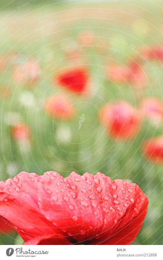 Mo(h)ntag Natur Pflanze Wasser Wassertropfen Sommer Schönes Wetter Blume Gras Blüte Wiese Feld rot Wiesenblume Mohnblüte Mohnfeld Rauschmittel Wachstum Umwelt