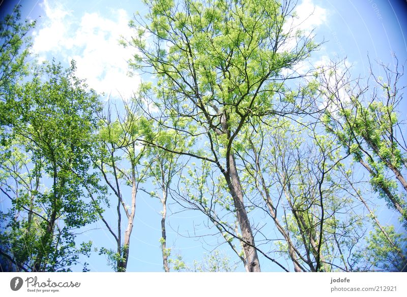 Eschentriebsterben Umwelt Natur Pflanze Himmel Schönes Wetter Baum Wald blau grün eschentriebsterben baumkrankheit waldschäden fraxinus excelsior Tod fatal
