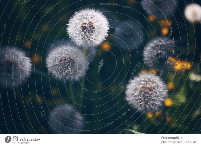 Pusteblumen 5 löwenzahn Löwenzahn Wiese samen Blühend leuchten weich grün weiß Frühlingsgefühle einzigartig Idylle Vergänglichkeit Wandel & Veränderung