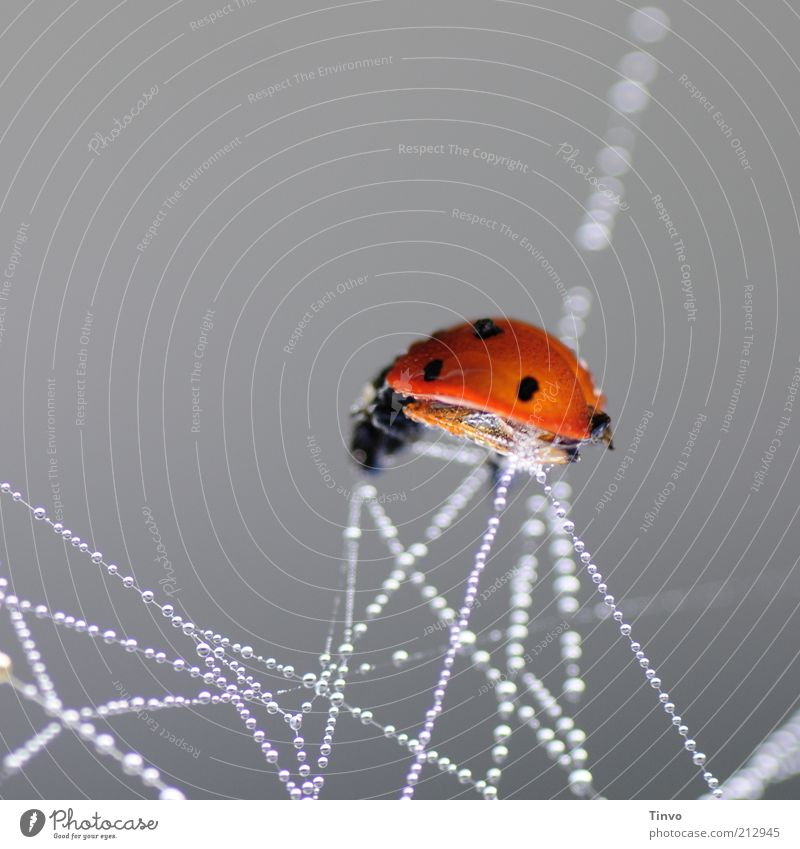 Marienkäfer gefangen in Spinnenfäden voller Tautropfen 1 Tier chaotisch Einsamkeit Tod Spinnennetz Wassertropfen Tropfen hängen Reflexion & Spiegelung Beute