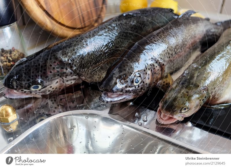 Frischer Fisch 3 Lebensmittel Kräuter & Gewürze Forellen Ernährung Schalen & Schüsseln Küche Essen Wildtier Totes Tier liegen natürlich Sauberkeit Vorfreude