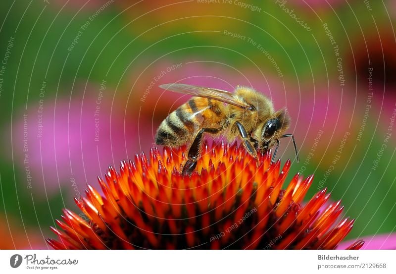 Kleine Honigbiene Biene Roter Sonnenhut Insekt Fluginsekt Blüte Blume Sommerblumen Blütenstauden Korbblütengewächs Blumenstrauß Blütenblatt Pollen Nektar orange