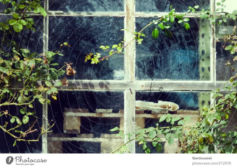 Werkstätte Pflanze Blatt alt Sträucher Strauchrose Fenster Fensterscheibe Fensterkreuz Fensterrahmen Paletten Glasscheibe Kletterpflanzen Werkstatt Farbfoto