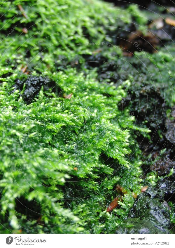 moos ruhig Duft Sommer Natur Erde Moos Grünpflanze grün Farbfoto Außenaufnahme Nahaufnahme Strukturen & Formen Tag Waldboden Bodendecker Biomasse