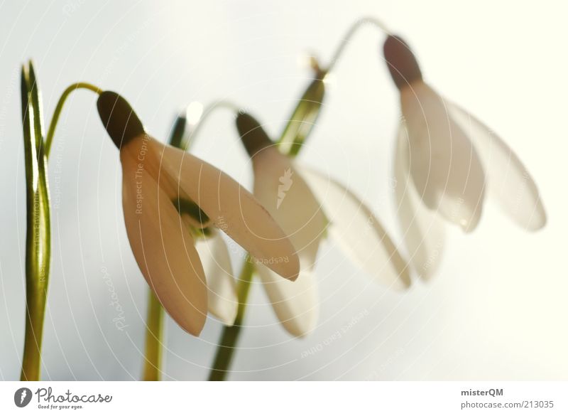 Warme Kälte. Umwelt Natur Pflanze Klima Wetter Schönes Wetter ästhetisch Schneeglöckchen weiß Frühling Jahreszeiten Blühend Frühblüher 3 Blume Blüte